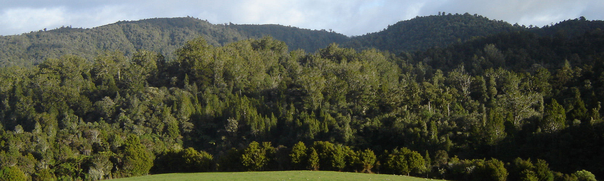 Puketi Forest, Northland New Zealand - kauri trees in foreground, Puketi Plateau on skyline
