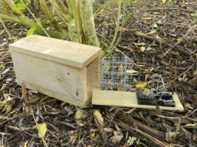 Snap-E rat trap and box with pig-proof door