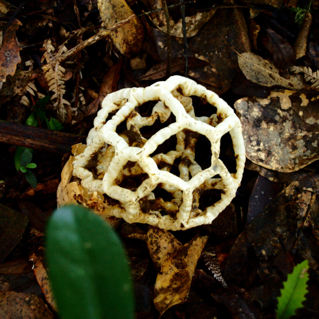 Basket fungus (Ileodictyon_cibarium)