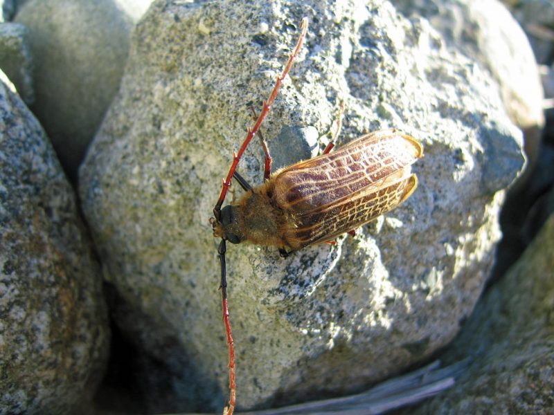 Huhu Beetle Puketi Forest Trust, Northland, New Zealand.