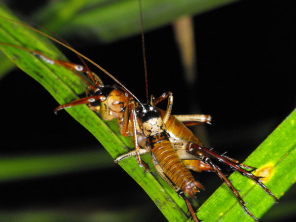 Weta - Puketi Forest Trust, Northland, New Zealand.
