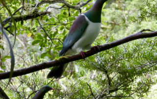 A pair of kukupa (NZ wood pigeon, known as kereru further south) in a totara tree, Puketi Forest. Photo by Tricia Hodgson