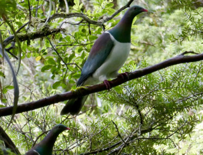 A pair of kukupa (NZ wood pigeon, known as kereru further south) in a totara tree, Puketi Forest. Photo by Tricia Hodgson
