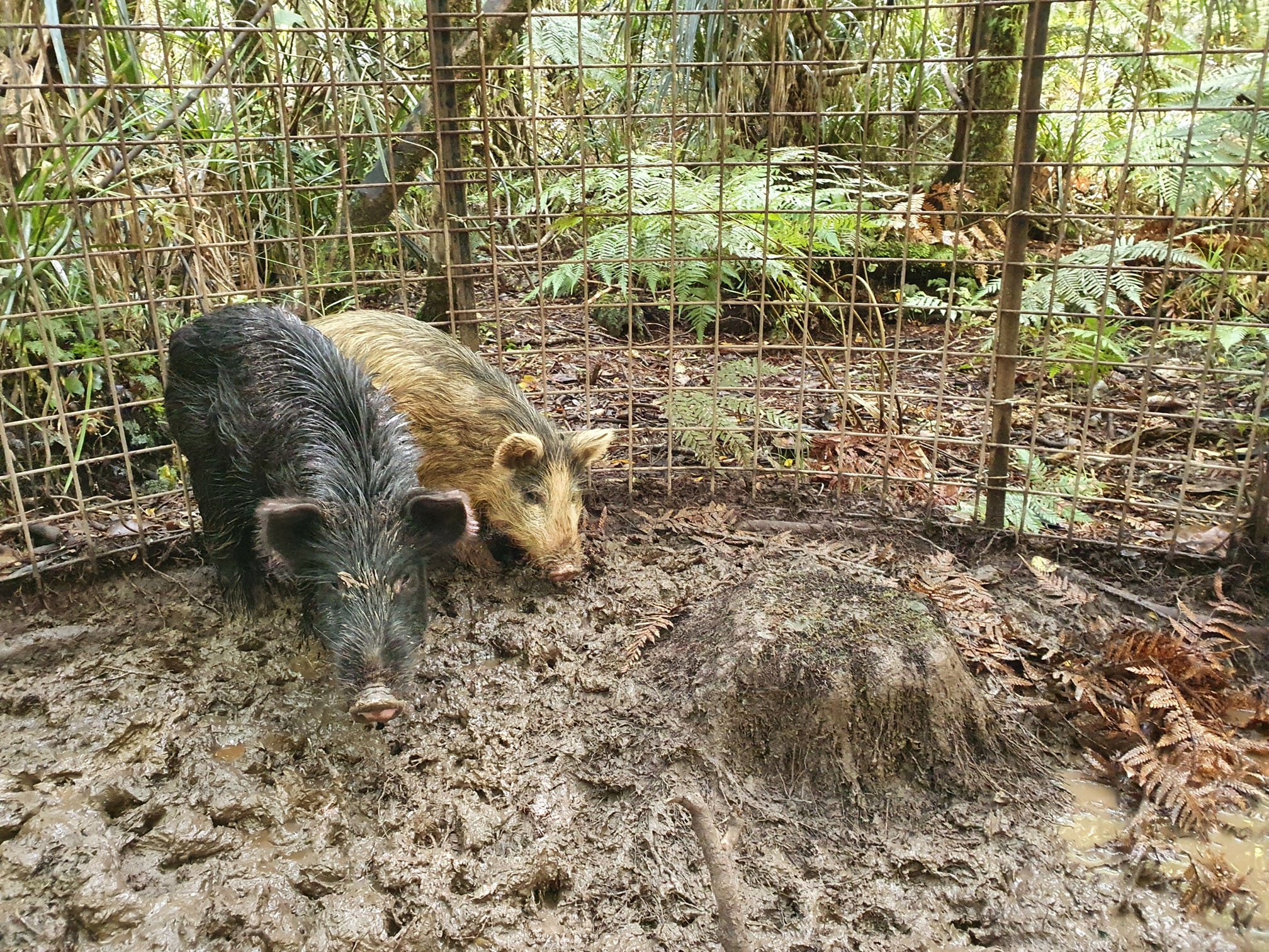 Feral pigs in a trap on the Puketi plateau. Photo by Rigel Cotman
