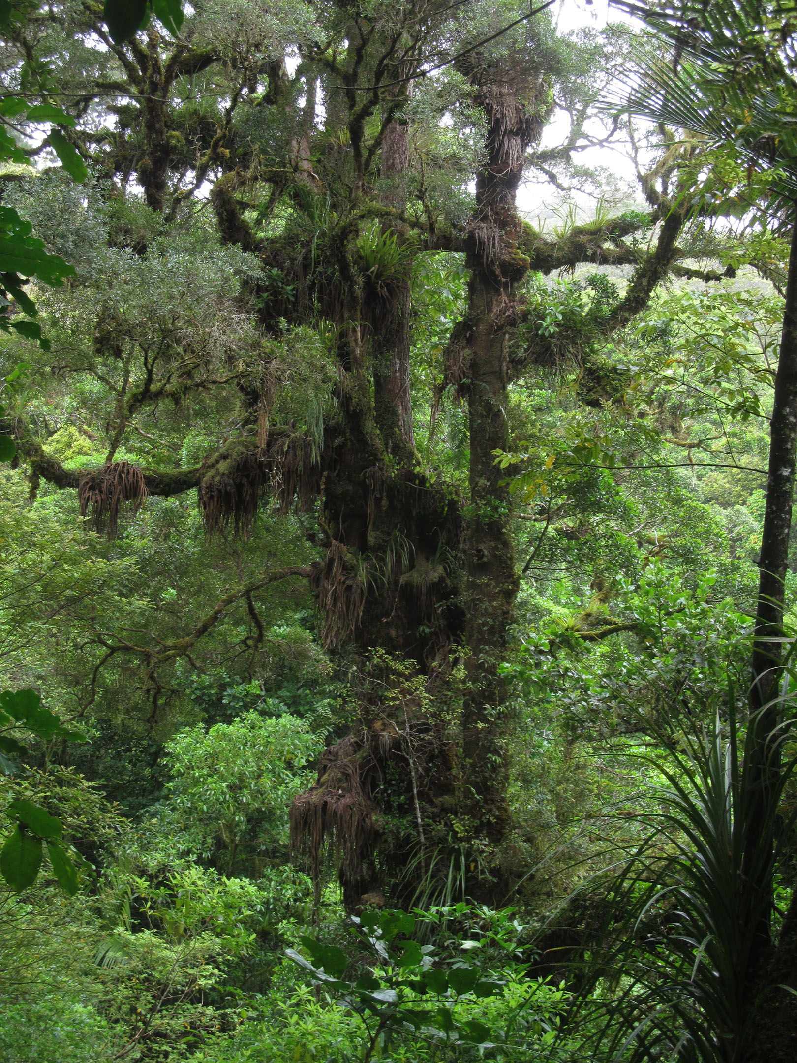 Ancient rimu tree on the Puketi plateau. This is a favourite kokako song tree. Photo by Asher Wallace